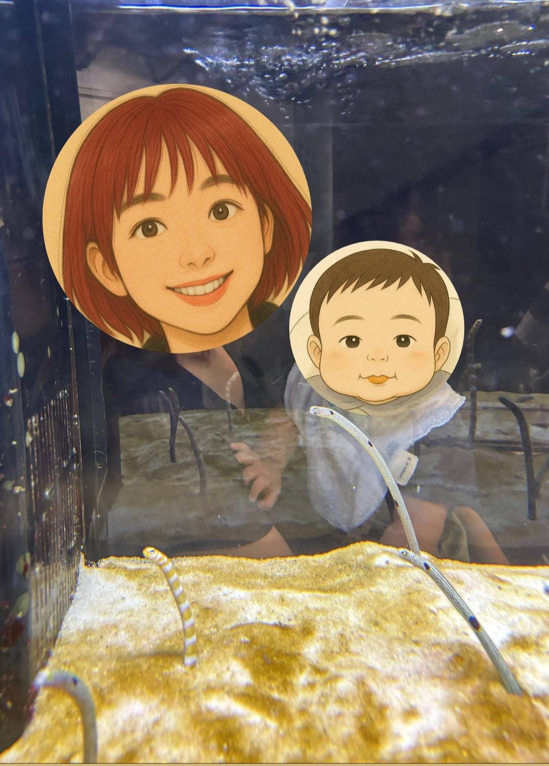 チンアナゴ