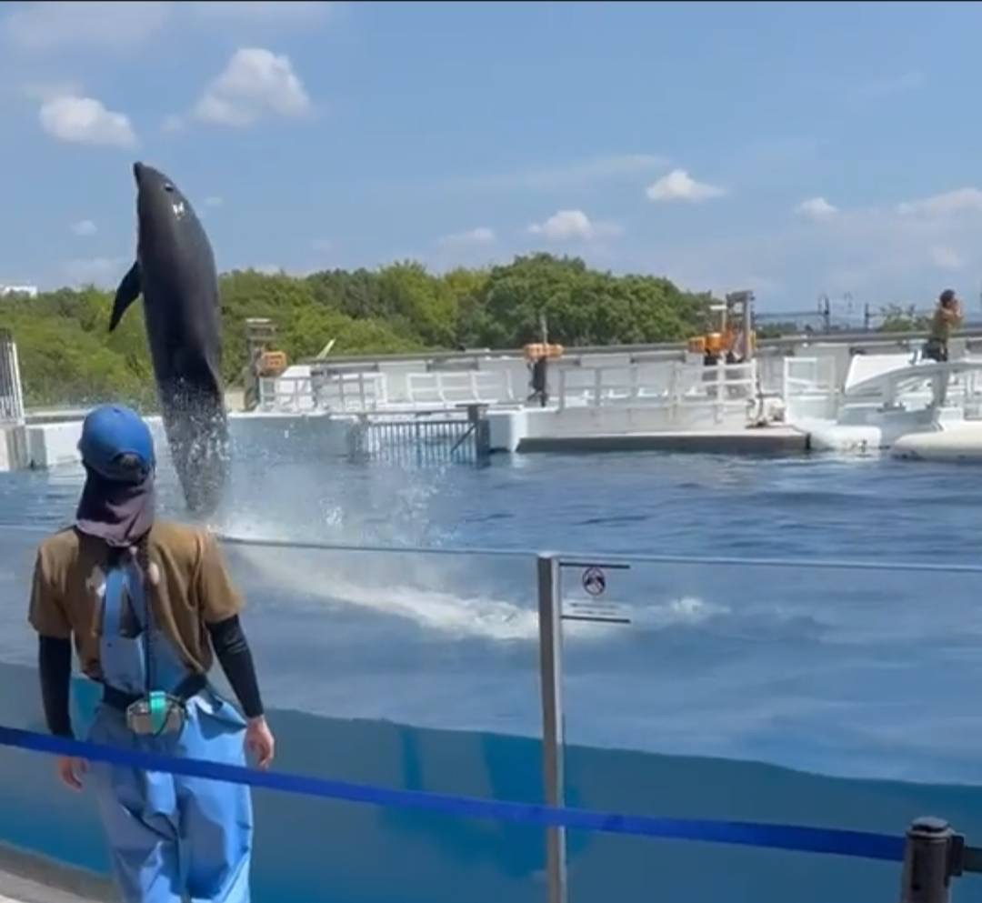 ジャンプするイルカ