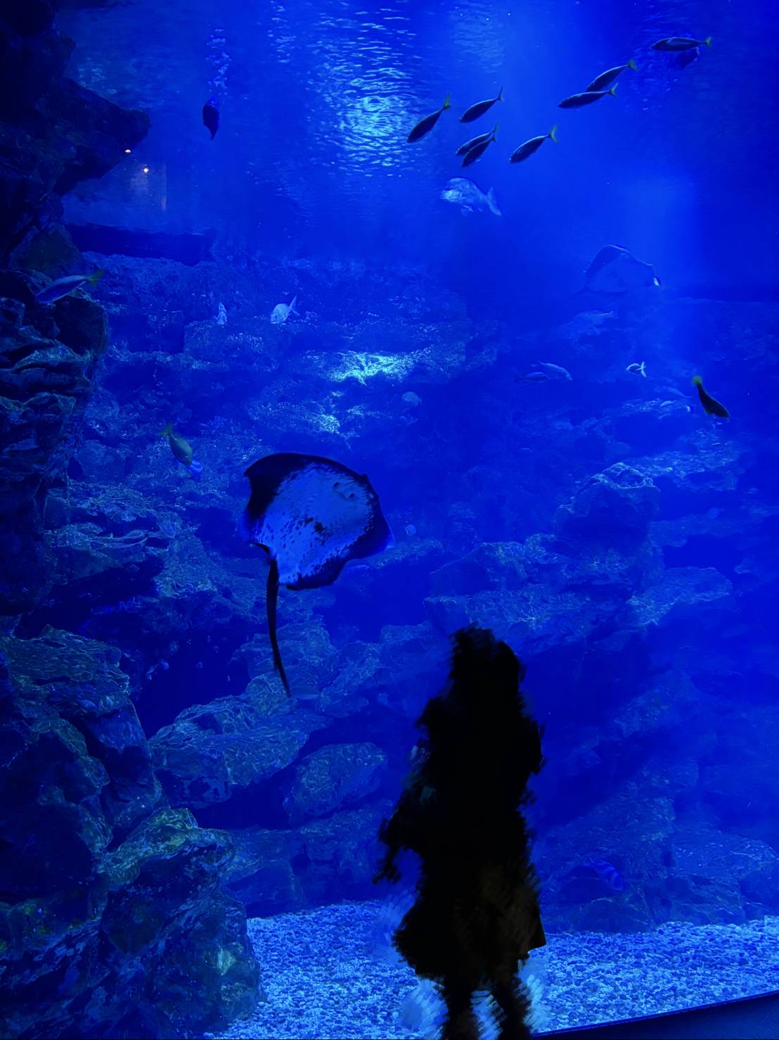 梅水族館デビュー！のアイキャッチ